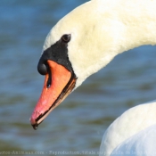 Photo de Cygne