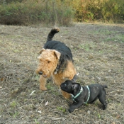 Photo d'Airedale terrier