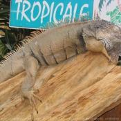 Photo d'Iguane