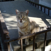 Photo de Chat domestique