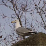 Photo de Mouette