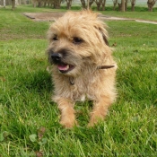 Photo de Border terrier