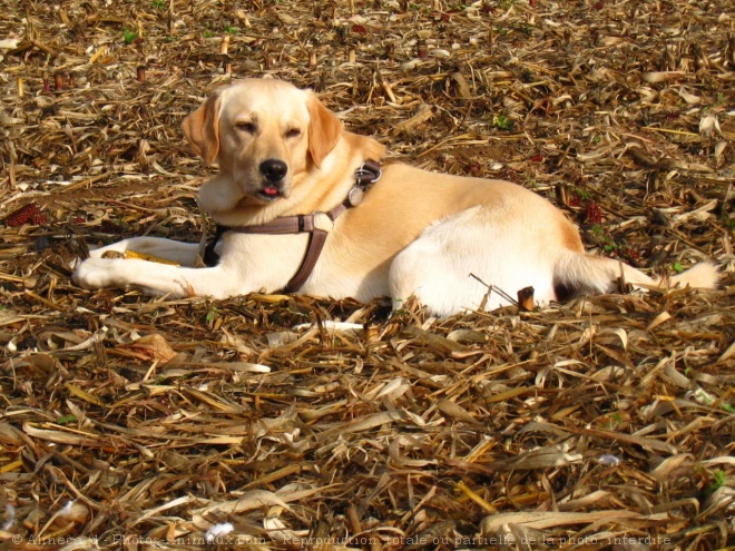 Photo de Labrador retriever