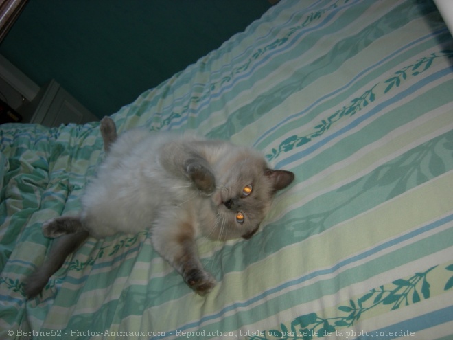 Photo de Ragdoll