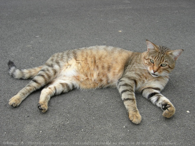 Photo de Chat domestique