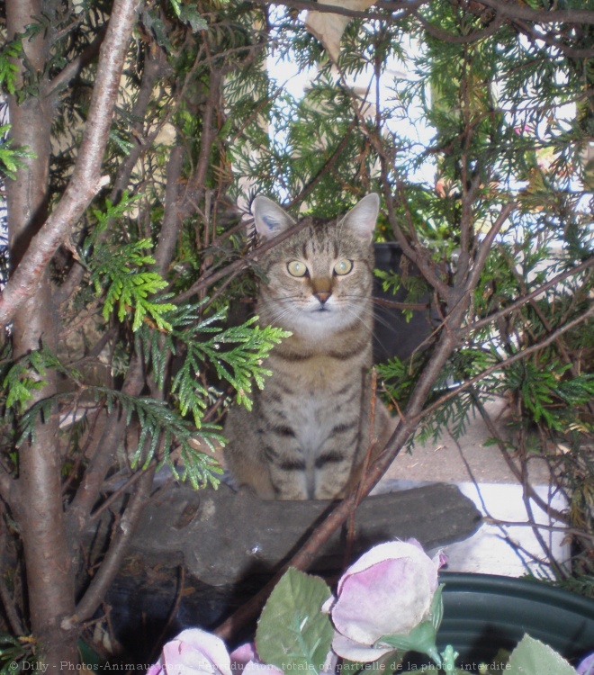 Photo de Chat domestique