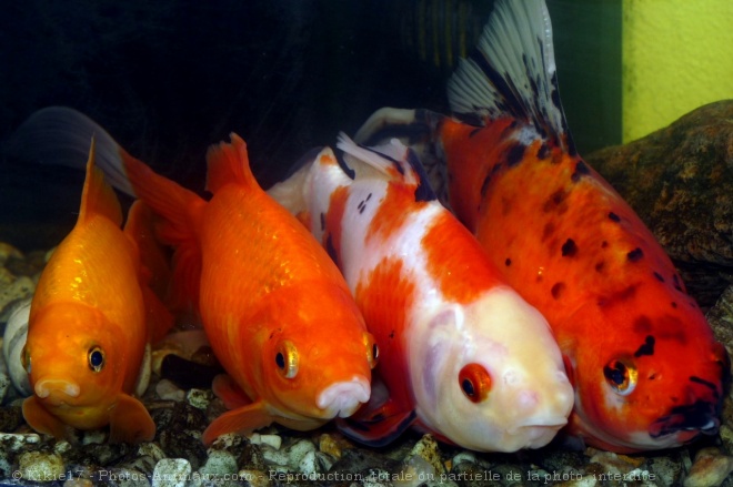 Photo de Poissons rouges