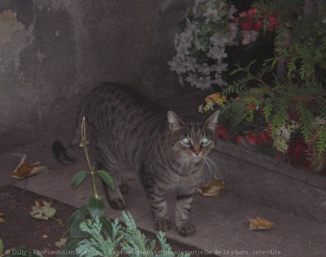 Photo de Chat domestique