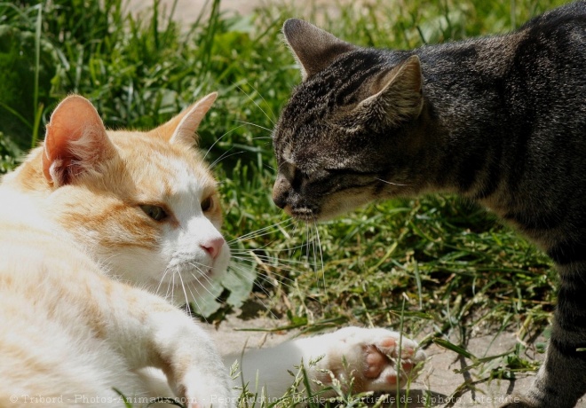 Photo de Chat domestique