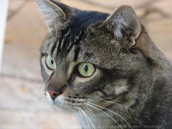 Photo de Chat domestique