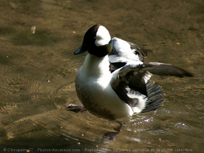 Photo de Canard