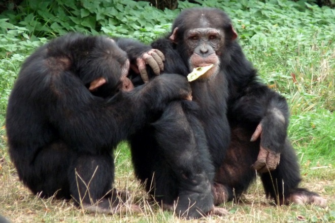 Photo de Singe - chimpanz