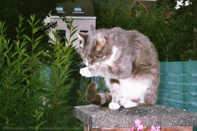 Photo de Chat domestique