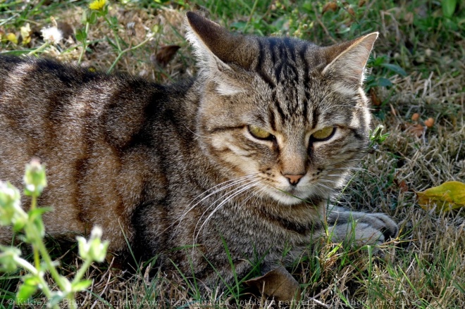 Photo de Chat domestique