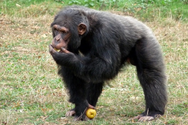 Photo de Singe - chimpanz