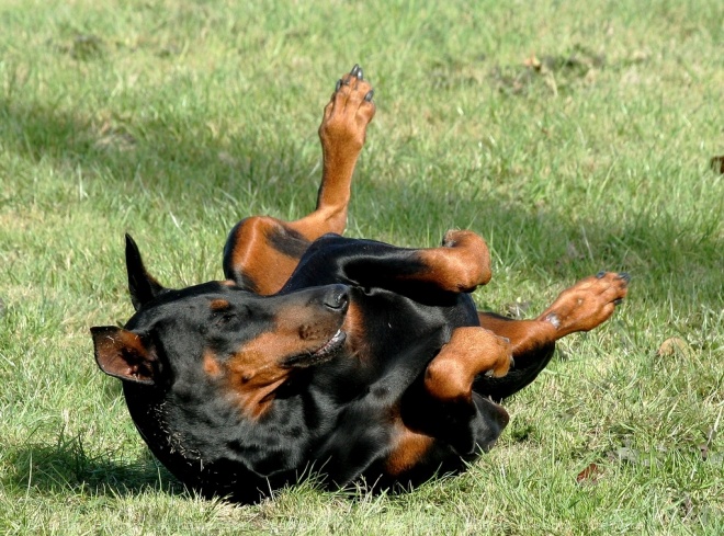 Photo de Dobermann