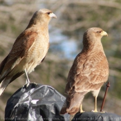 Photo de Caracara