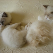 Photo de Ragdoll