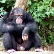 Photo de Singe - chimpanz