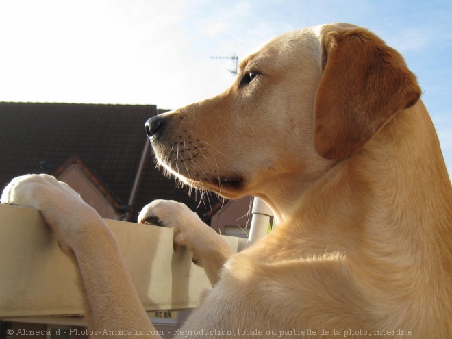 Photo de Labrador retriever