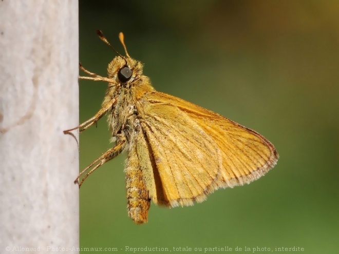 Photo de Papillon - la sylvaine