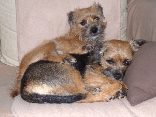 Photo de Border terrier