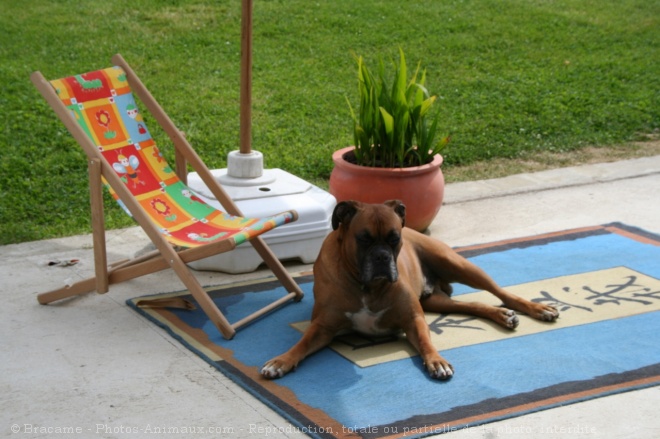 Photo de Boxer