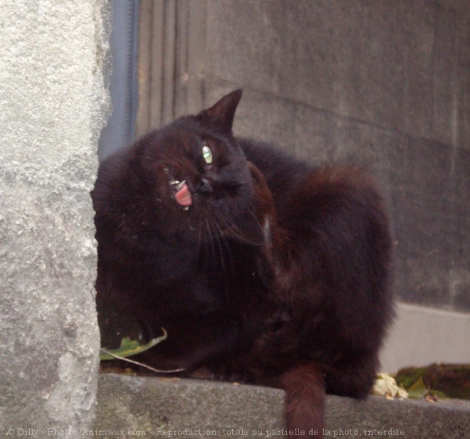 Photo de Chat domestique