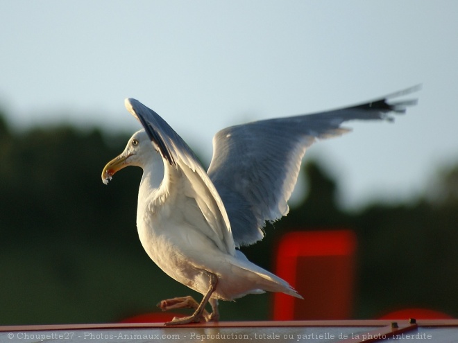 Photo de Goeland