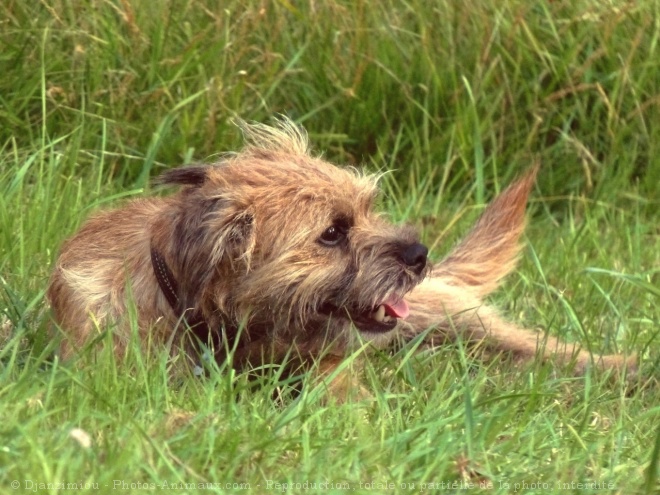 Photo de Border terrier