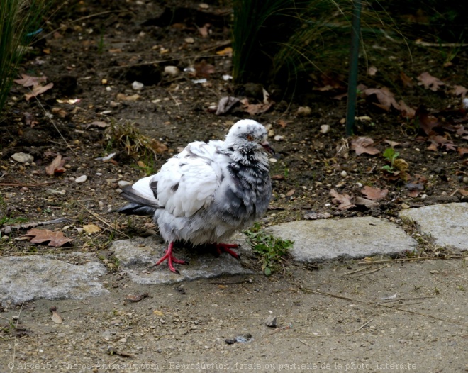 Photo de Pigeon