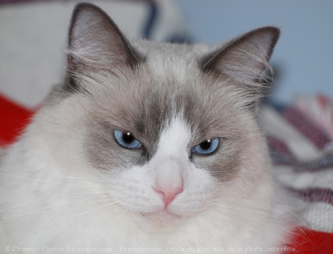 Photo de Ragdoll