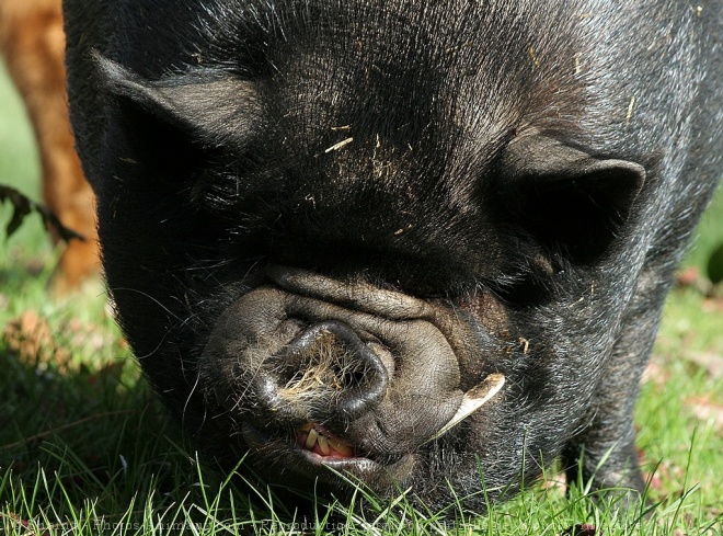 Photo de Cochon