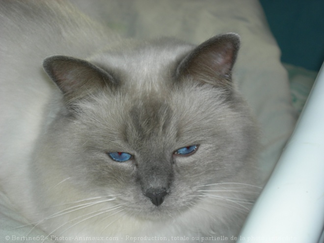 Photo de Ragdoll