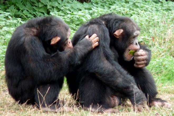 Photo de Singe - chimpanz