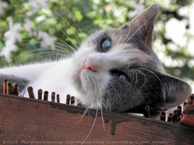 Photo de Chat domestique