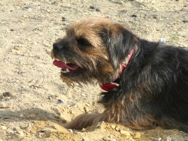 Photo de Border terrier