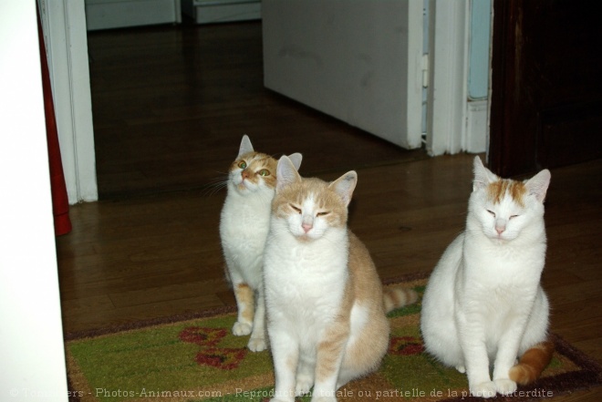 Photo de Chat domestique