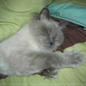 Photo de Ragdoll