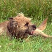 Photo de Border terrier