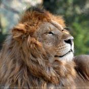 Photo de Lion