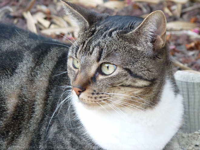 Photo de Chat domestique