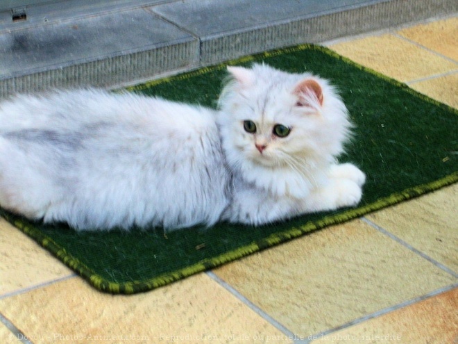 Photo de British longhair