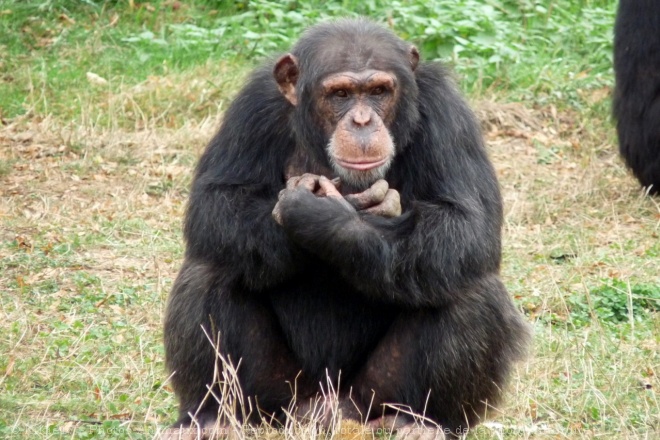 Photo de Singe - chimpanz