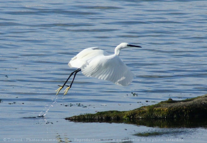 Photo d'Aigrette