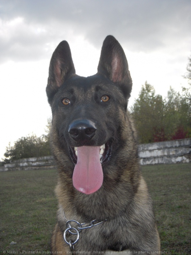 Photo de Berger belge malinois