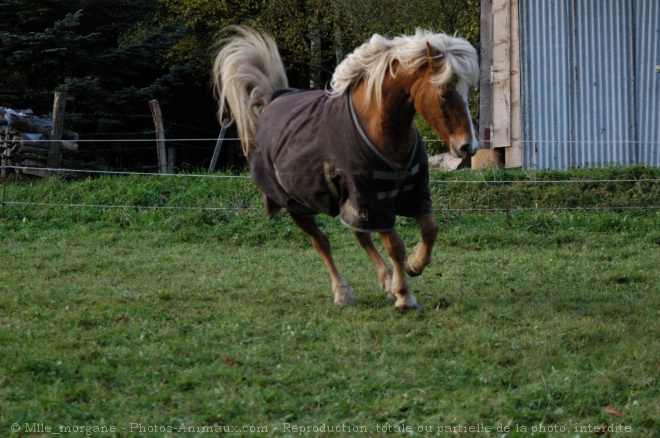 Photo de Haflinger