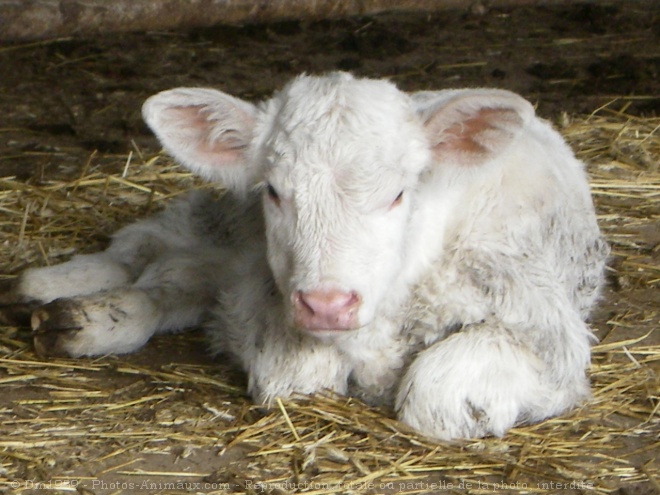 Photo de Veau