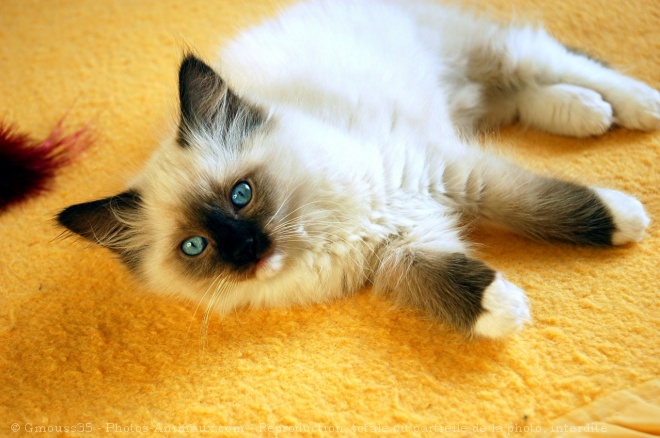 Photo de Ragdoll