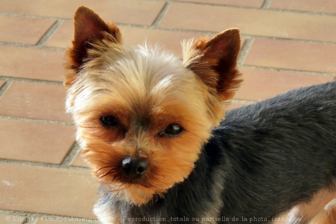 Photo de Yorkshire terrier